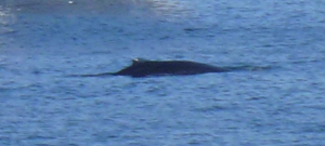 Baleine à bosse agrandie